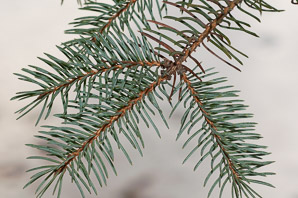 Picea glauca (white spruce, Canadian spruce, skunk spruce, cat spruce, black hills spruce, western white spruce, Alberta white spruce, porsild spruce)