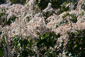 Pieris japonica (Dorothy Wyckoff andromeda, lily-of-the-valley bush, Japanese pieris, Japanese andromeda)