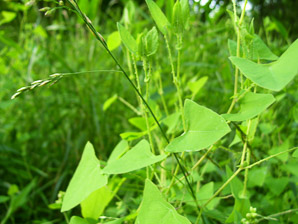 Polygonum perfoliatum (Asiatic tearthumb, devil’s tail, mile-a-minute vine, mile-a-minute weed, mile-a-minute knotweed, )