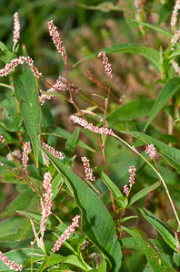 Polygonum persicaria (lady’s thumb, persicaria, redleg, spotted ladysthumb, Adam’s plaster, lily of the valley)
