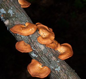 Polyporus mori (orange jelly fungus, gray oyster, oyster mushroom, hen of the woods, orange mycena, Lea’s mycena, hexagonal-pored polypore)