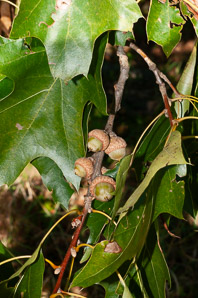 Quercus rubra (northern red oak, champion oak, red oak)