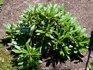 Rhododendron ‘Pohjola’s