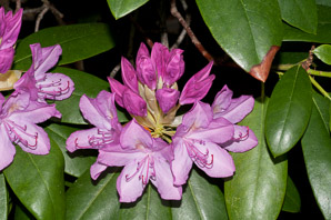 Rhododendron catawbiense (Catawba rhododendron)