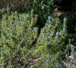 Rosmarinus officinalis (rosemary)