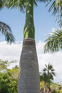 Roystonea regia (royal palm)
