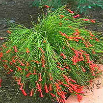 Russelia equisetiformis (coral fountain, firecracker)