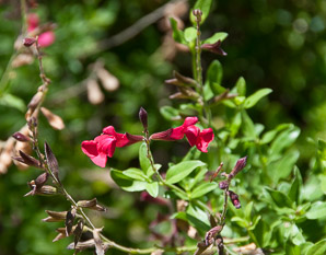 Salvia greggii (autumn sage, salvia)