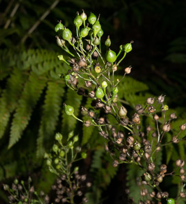 Scrophularia lanceolata (hare figwort, lanceleaf figwort)