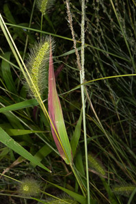 Setaria viridis (green foxtail, green bristlegrass)