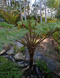 Sphaeropteris cooperi (Australian tree fern, lacy tree fern)