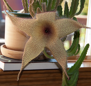 Stapelia gigantea (carrion flower, Zulu giant)
