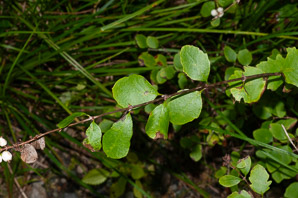 Symphoricarpos occidentalis (western snowberry, wolfberry)