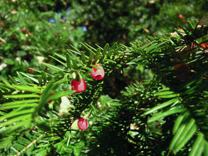 Taxus baccata (yew)