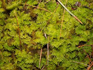 Thuidium delicatulum (delicate fern moss, fern moss, common fern moss)