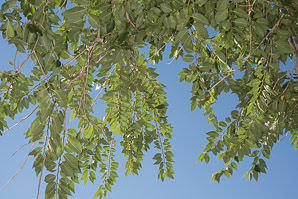 Ulmus parvifolia (Chinese elm, lacebark elm)