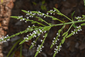 Verbena urticifolia (white vervain)