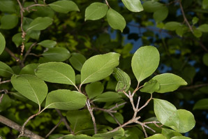 Viburnum prunifolium (smooth blackhaw)