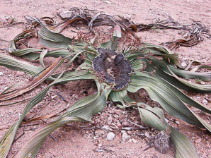 Welwitschia mirabilis (welwitschia)