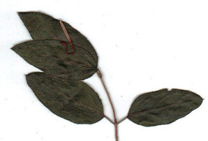 Wisteria frutescens (American wisteria)