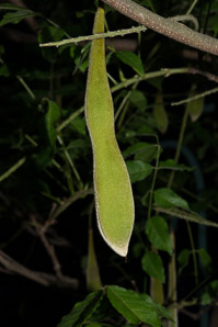 Wisteria sinensis (Chinese wisteria)