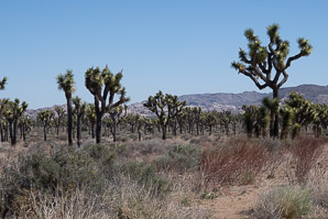 Yucca brevifolia (Joshua tree)