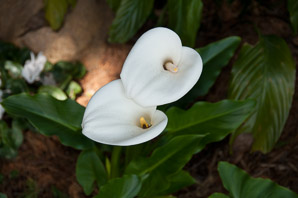 Zantedeschia aethiopica (giant white arum lily, common arum lily, lily of the nile, calla lily, Easter lily, varkoor)