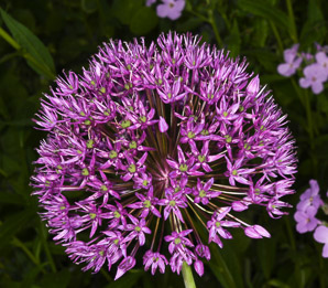 Allium giganteum (ornamental onion)