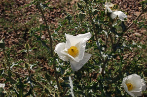 Argemone albiflora (white prickly poppy)