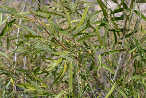 Baccharis salicifolia (mulefat, seepwillow, water-wally, mule fat)