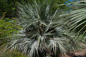 Brahea armata (blue hesper palm)