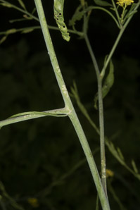 Brassica nigra (black mustard)