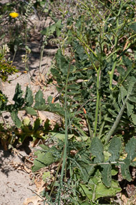 Brassica tournefortii (Asian mustard, pale cabbage, African mustard, Sahara mustard)