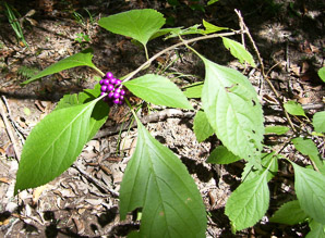 Callicarpa dichotoma (American beautyberry)