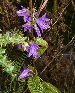 Campanula rapunculoides (creeping bellflower, rampion bellflower, rover bellflower)