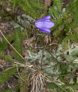 Campanula rotundifolia (bluebell, harebell, bluebell bellflower)