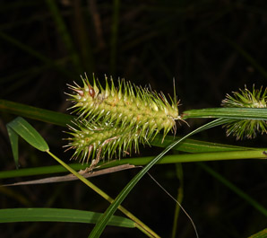 Carex lurida (sallow sedge, shallow sedge)