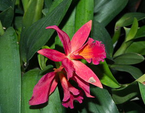 Cattlianthe Jewel (corsage orchid)