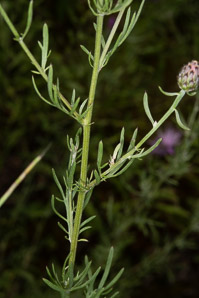 Centaurea stoebe (spotted knapweed)