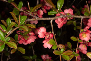 Chaenomeles japonica (Japanese quince)