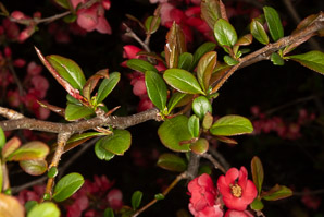Chaenomeles japonica (Japanese quince)