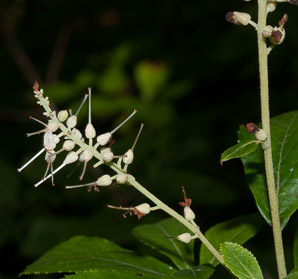 Clethra alnifolia (sweet pepperbush)