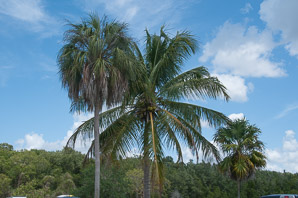Cocos nucifera (coconut palm, coconut tree)