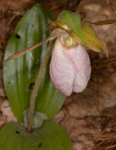 Cypripedium acaule (pink lady’s slipper, moccasin flower, lady’s slipper)