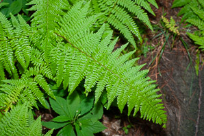 Dennstaedtia punctilobula (hay-scented fern, hayscented fern)