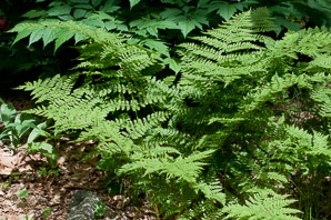 Dryopteris campyloptera (mountain wood fern)