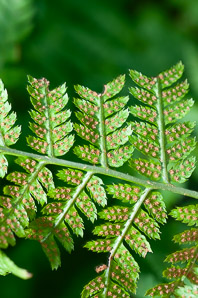 Dryopteris carthusiana (spinulose wood fern, spreading wood fern, toothed wood fern, narrow buckler fern)