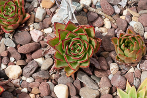 Echeveria agavoides (moulded wax)