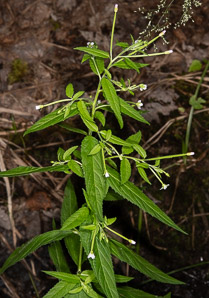 Epilobium coloratum (purpleleaf willowherb, cinnamon willow-herb)