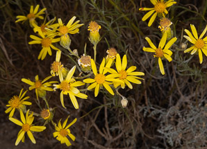 Ericameria linearifolia (goldenbush, interior goldenbush)